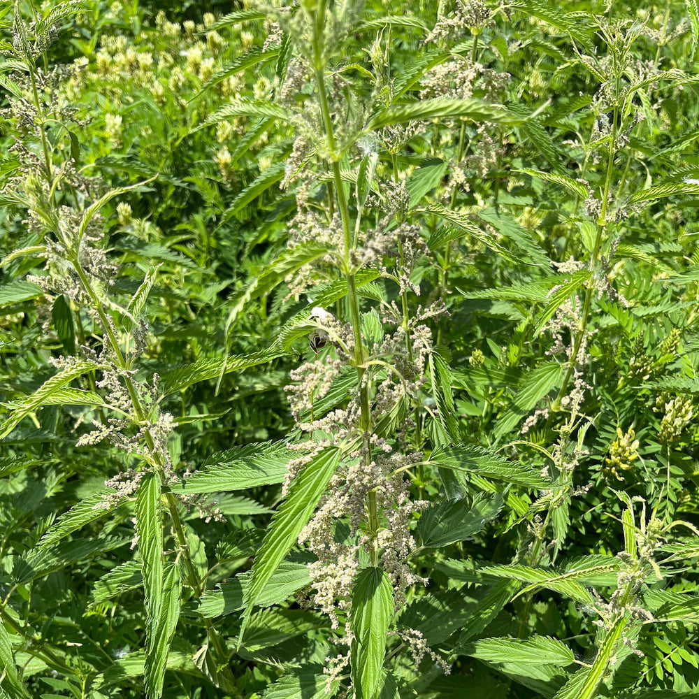 Graines D'Ortie Urtica Dioica - 500 Graines - Plante Médicinale Et Culinaire