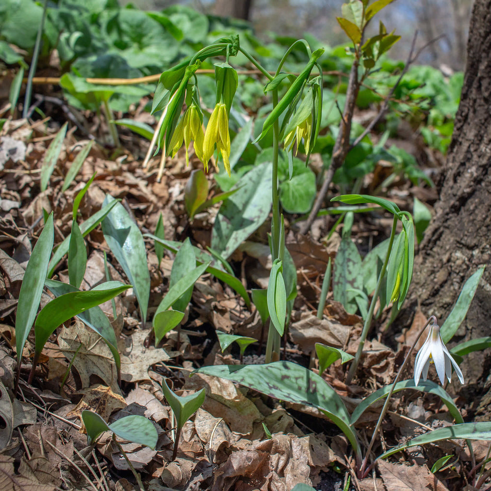
                  
                    Semences stratifiées - Uvulaire à grandes fleurs
                  
                