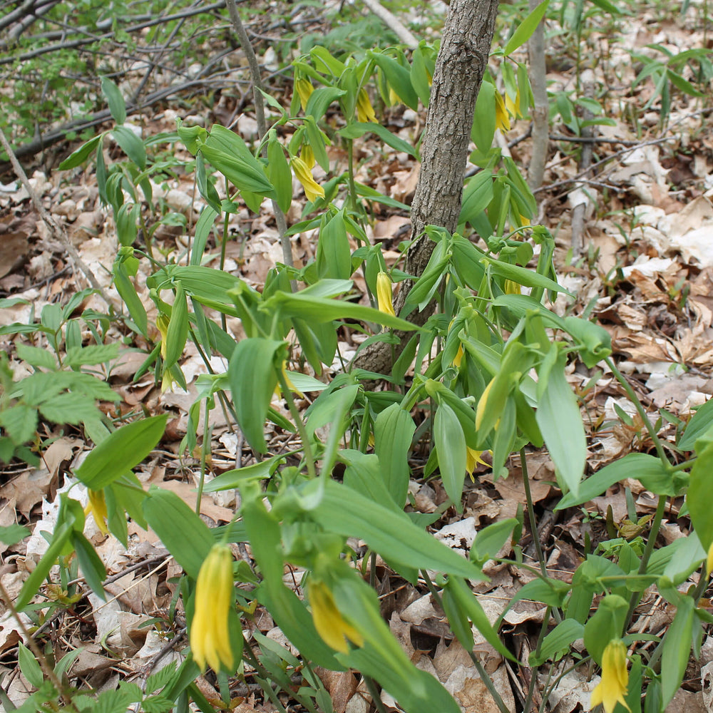 
                  
                    Semences stratifiées - Uvulaire à grandes fleurs
                  
                