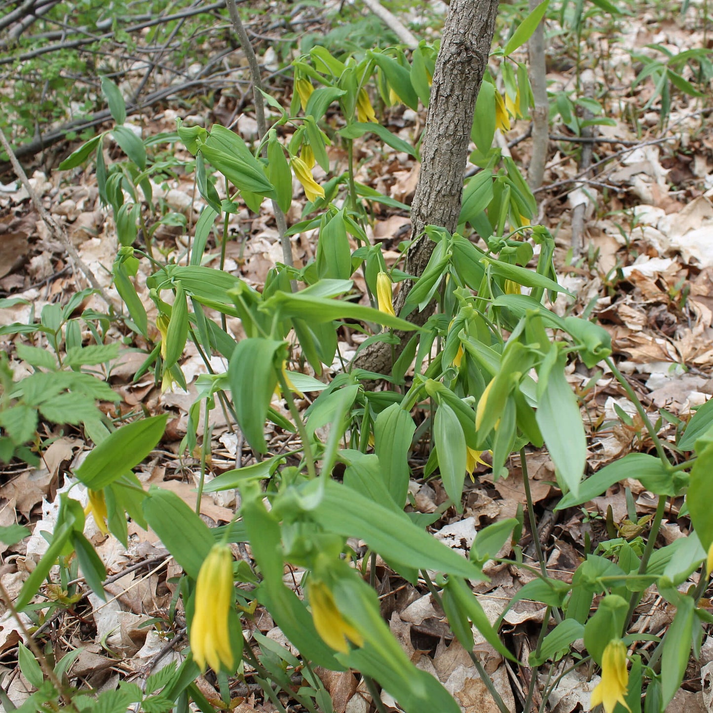 
                  
                    Semences stratifiées - Uvulaire à grandes fleurs
                  
                