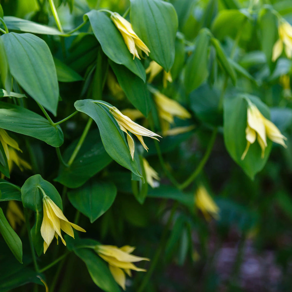 Semences stratifiées - Uvulaire à grandes fleurs