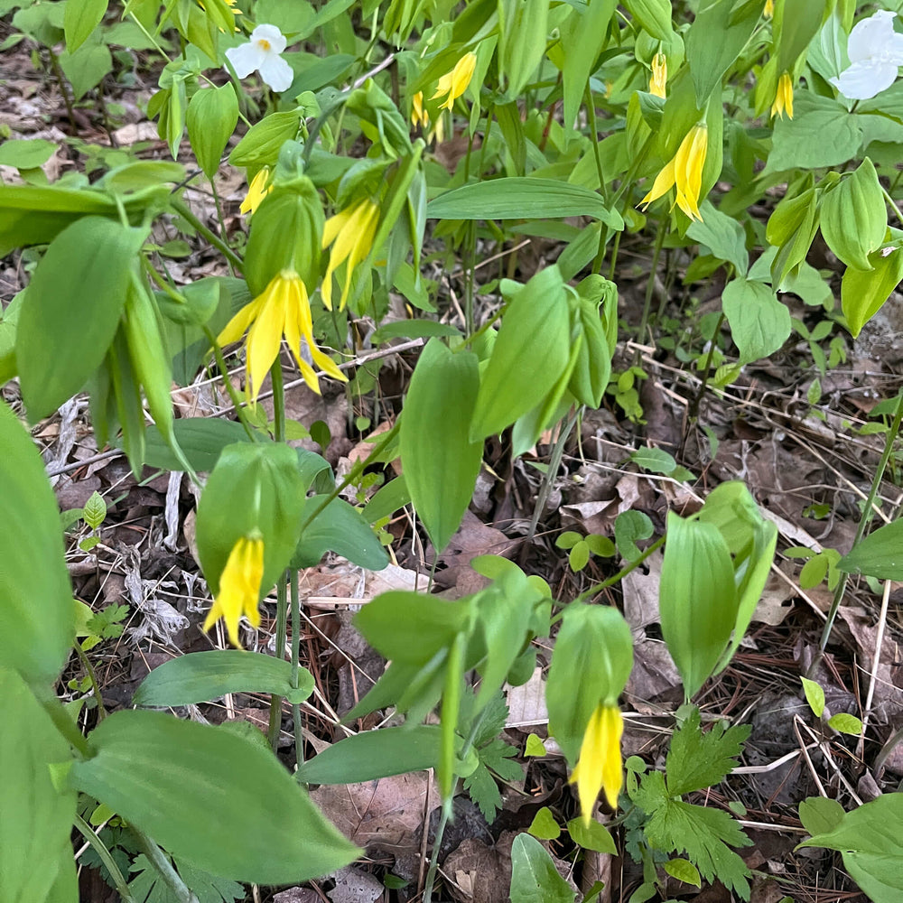 Semences stratifiées - Uvulaire à grandes fleurs