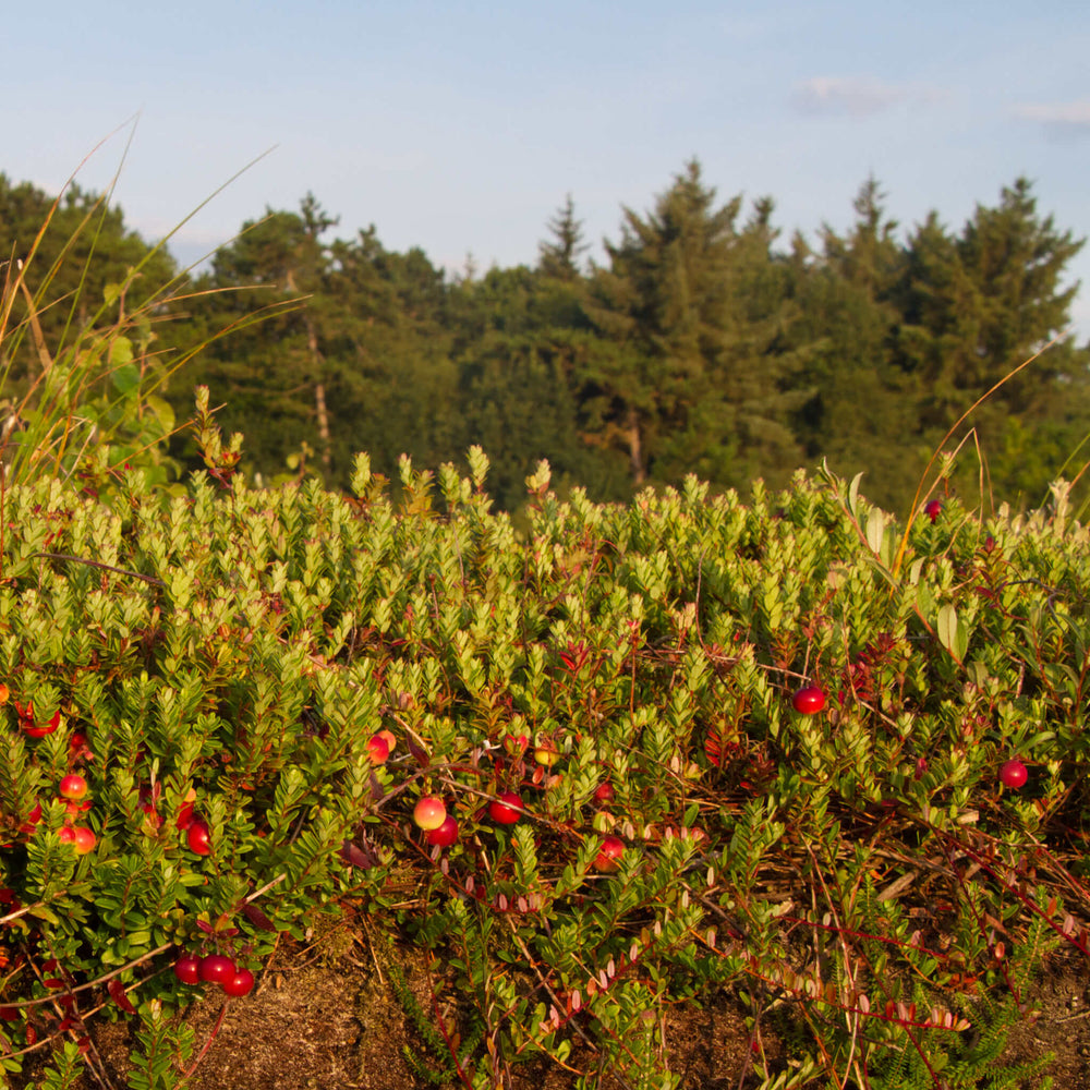 Semences stratifiées - Canneberge à gros fruits