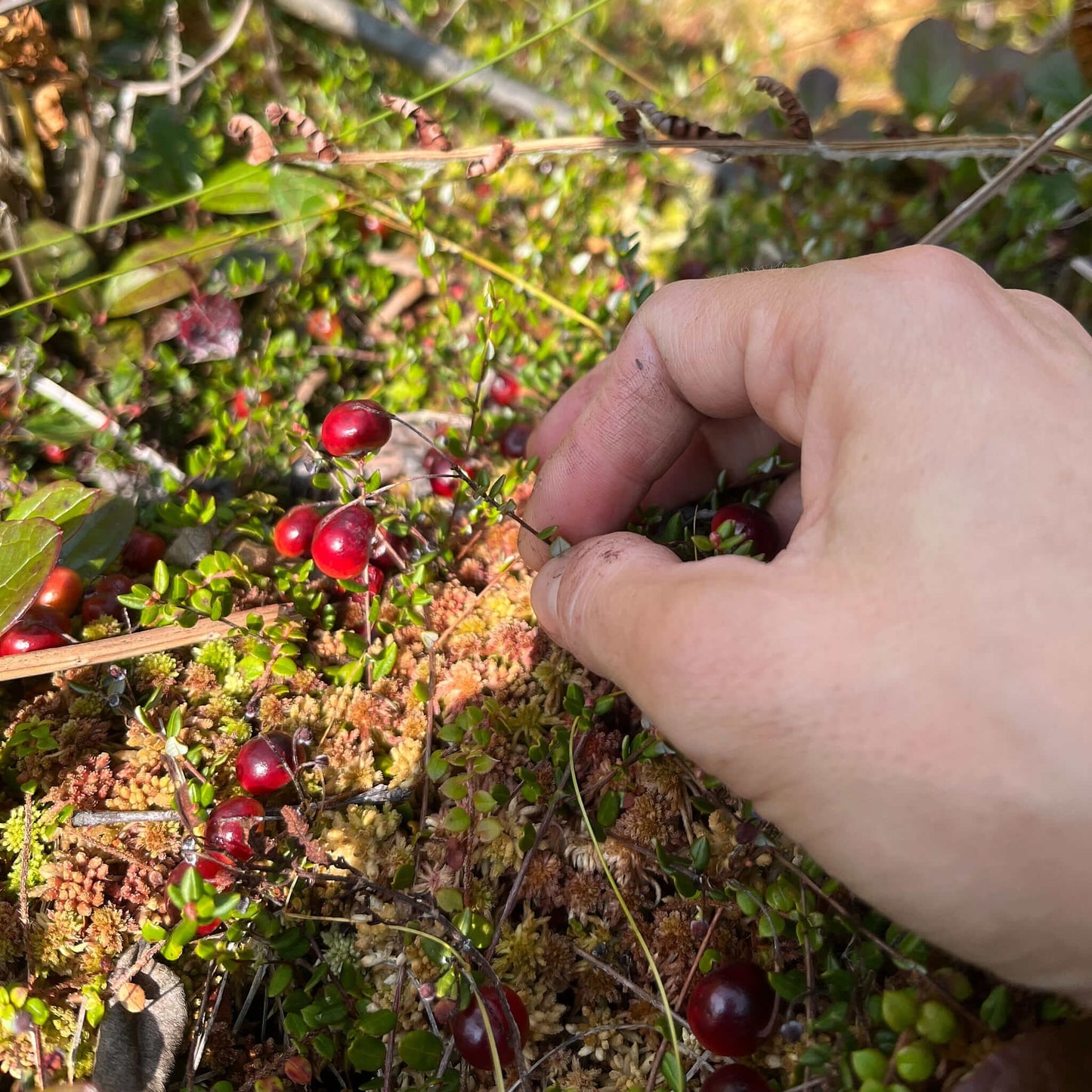 cranberry seeds for planting Seeds - Small Cranberry