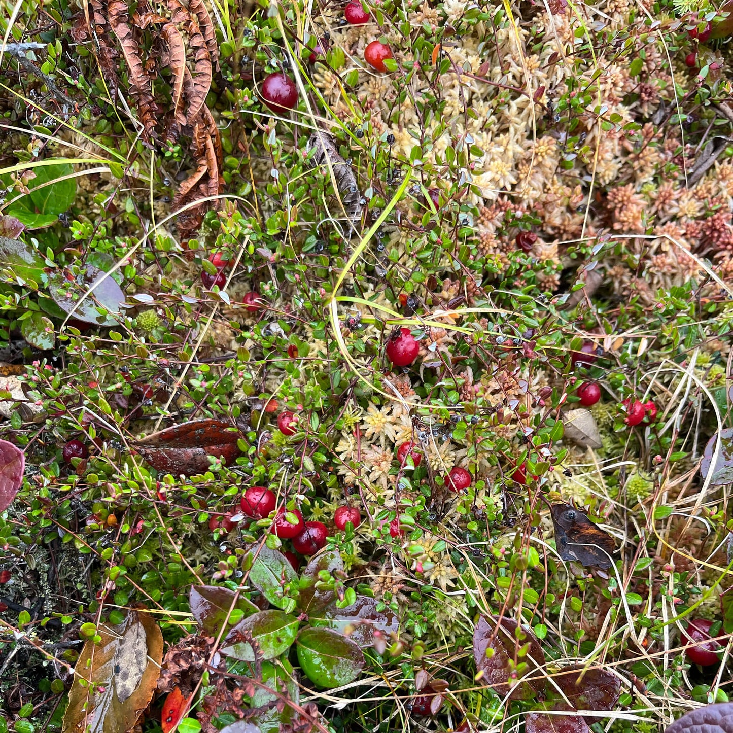 
                  
                    Semences - Canneberge commune
                  
                