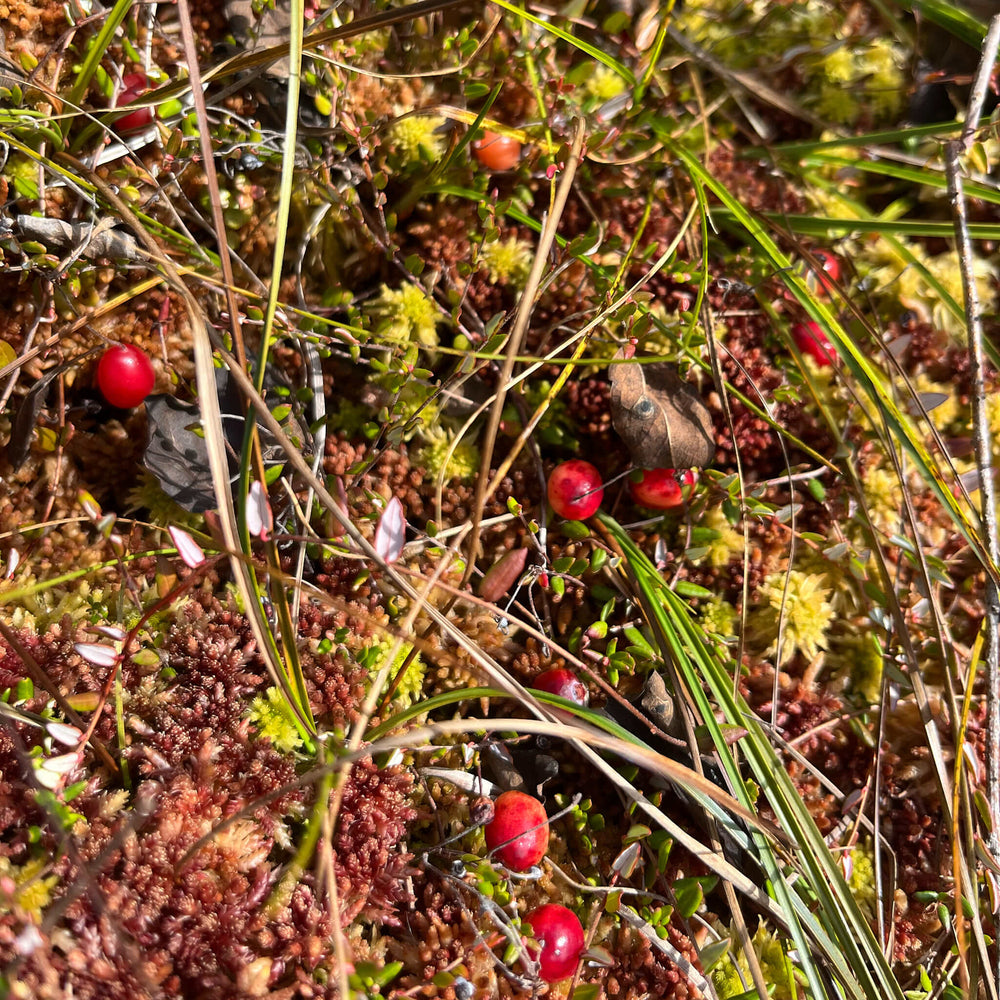 
                  
                    Semences - Canneberge commune
                  
                