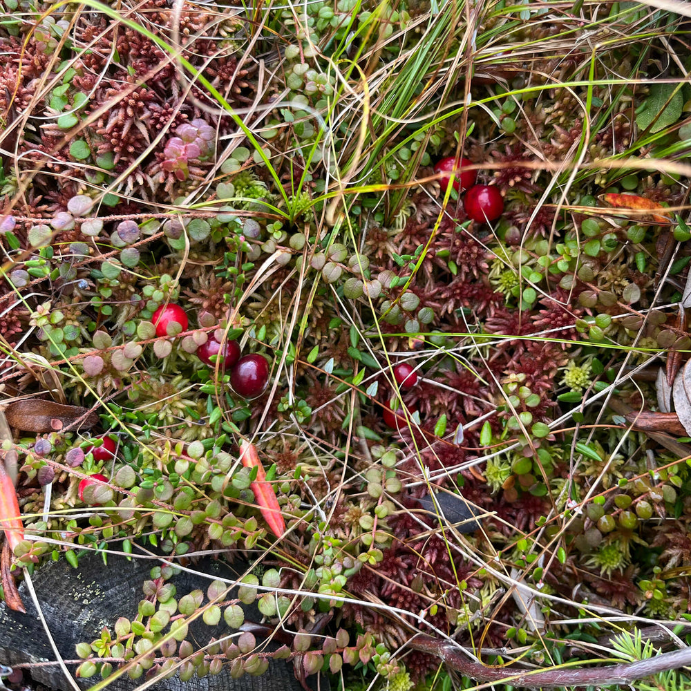 Semences - Canneberge commune