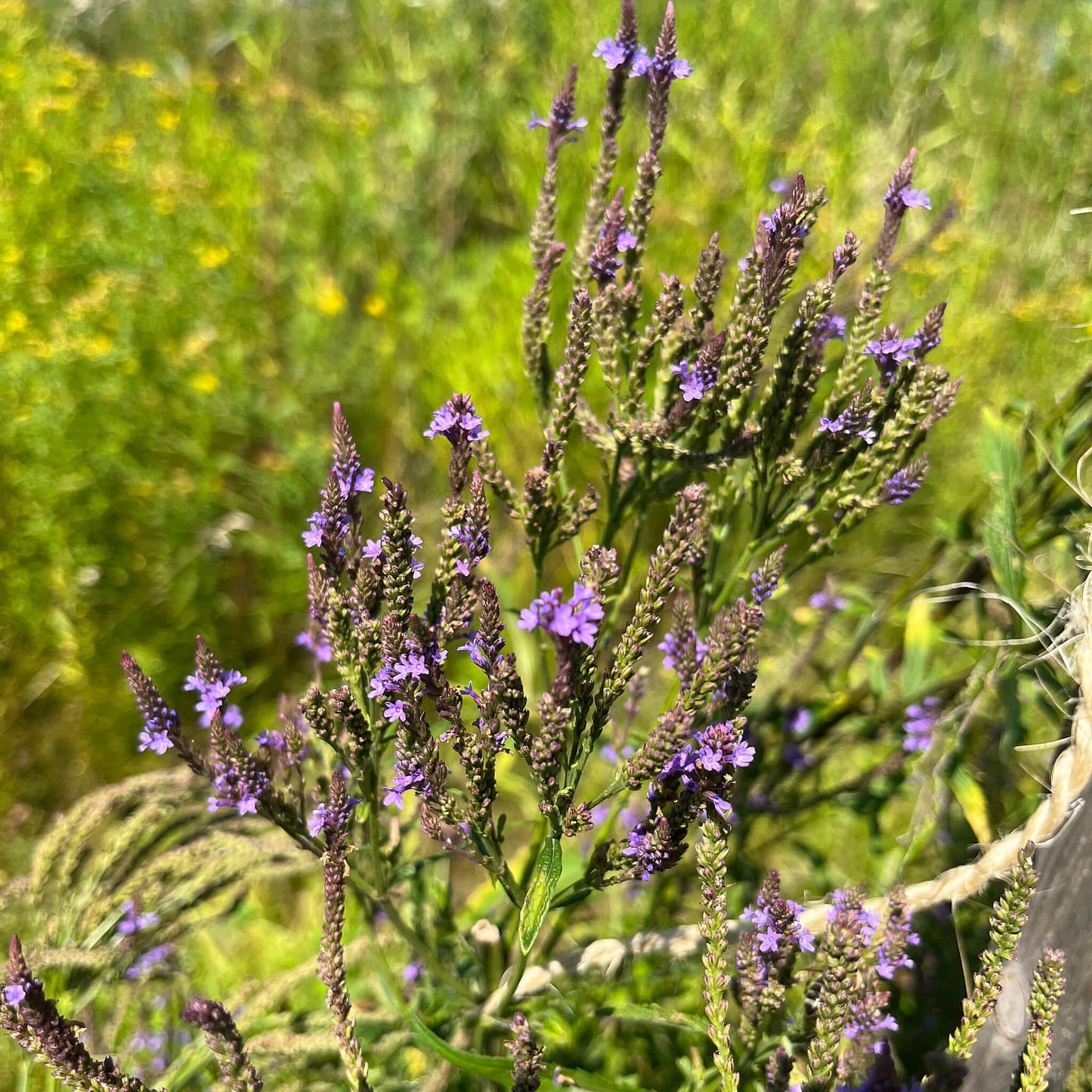 
                  
                    Semences - Verveine hastée
                  
                