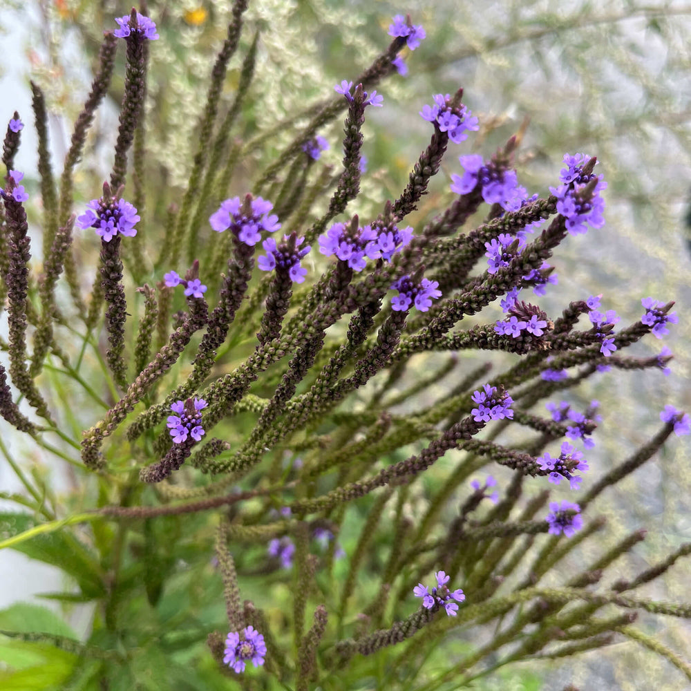 
                  
                    Semences - Verveine hastée
                  
                