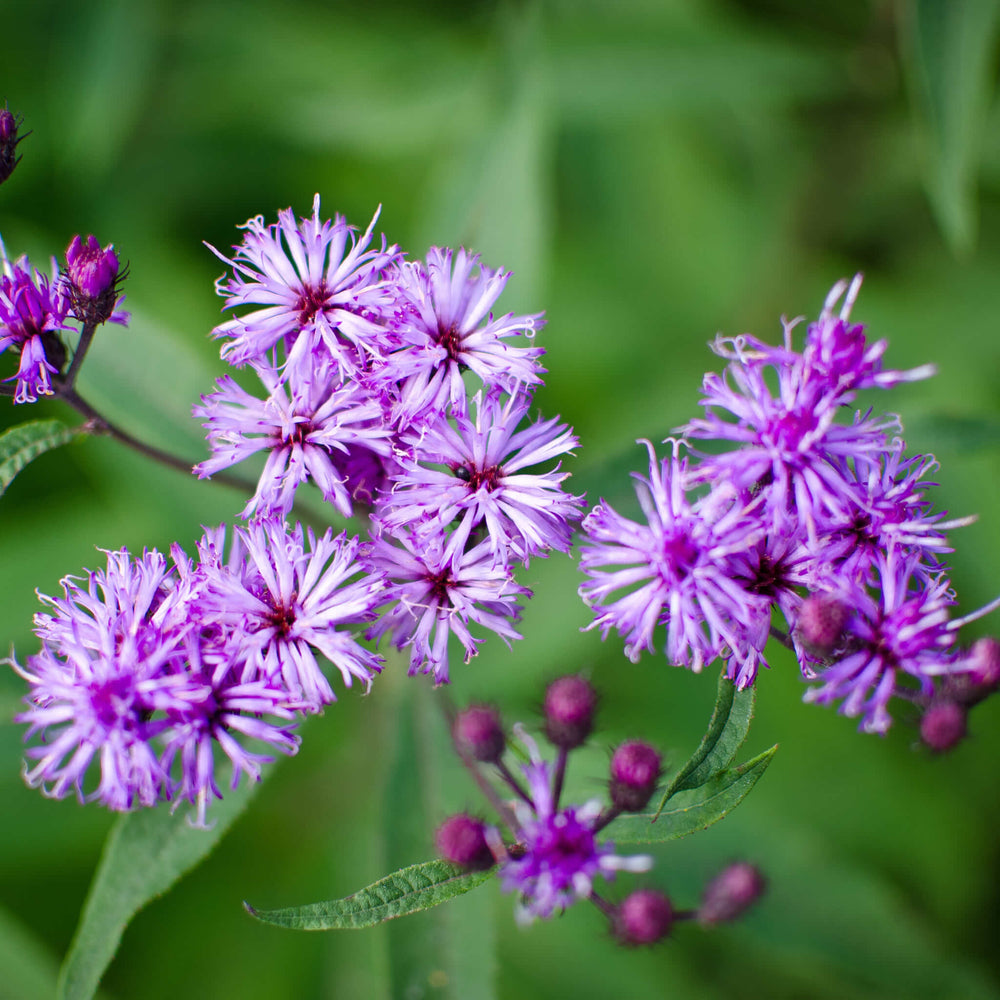 Semences - Vernonie fasciculée