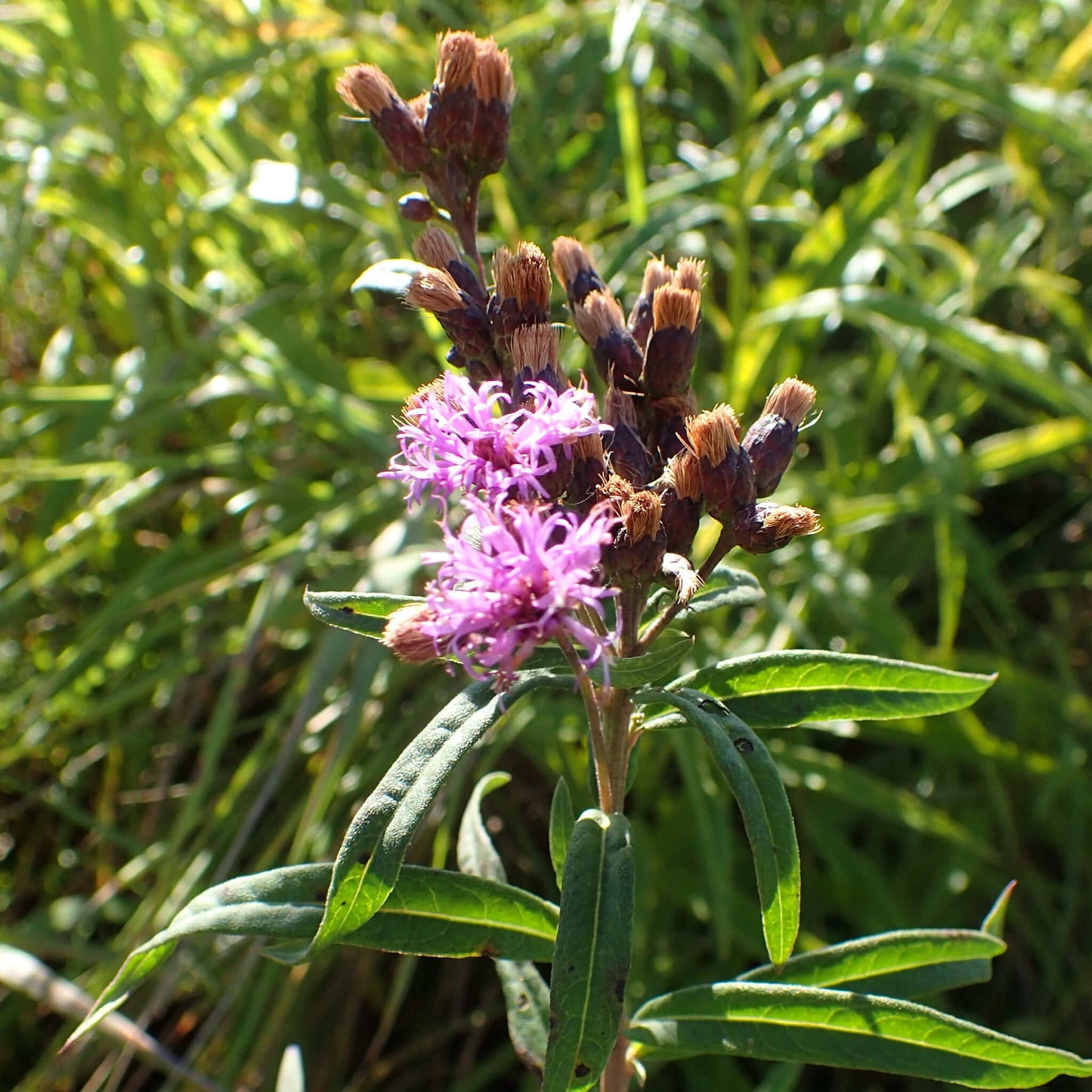 
                  
                    Semences - Vernonie fasciculée
                  
                