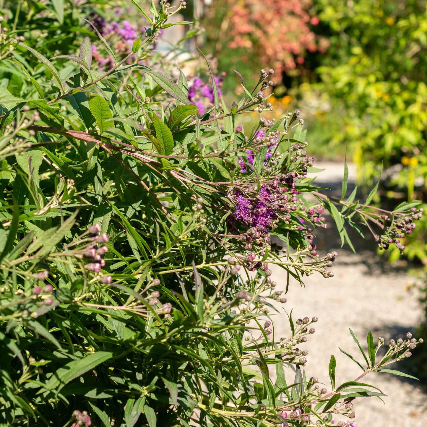 
                  
                    Semences - Vernonie géante
                  
                