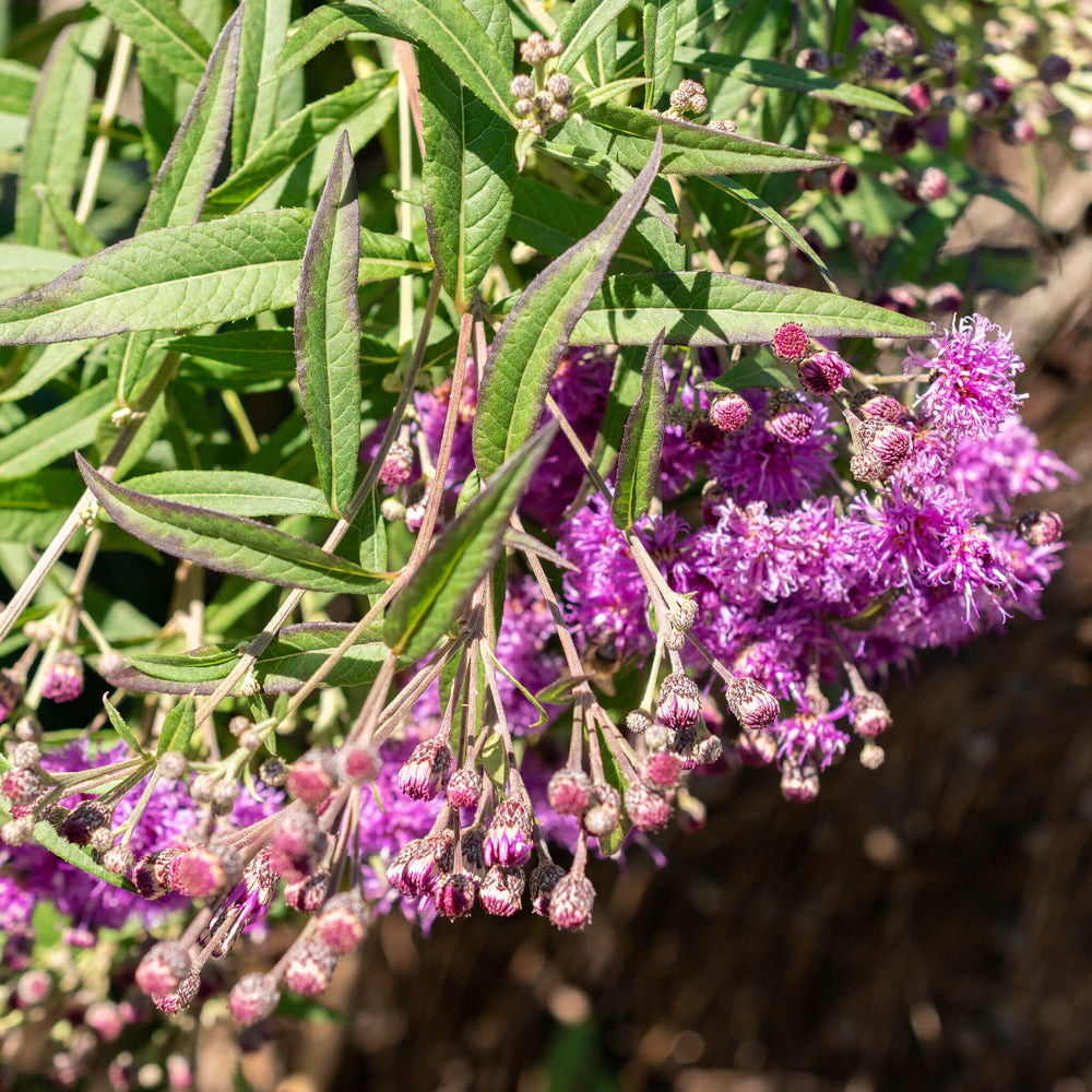 
                  
                    Semences - Vernonie géante
                  
                