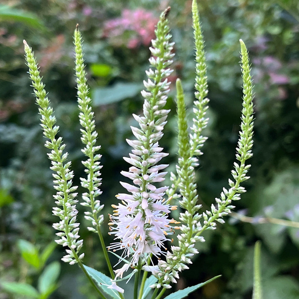 
                  
                    Seeds - Culver's Root
                  
                