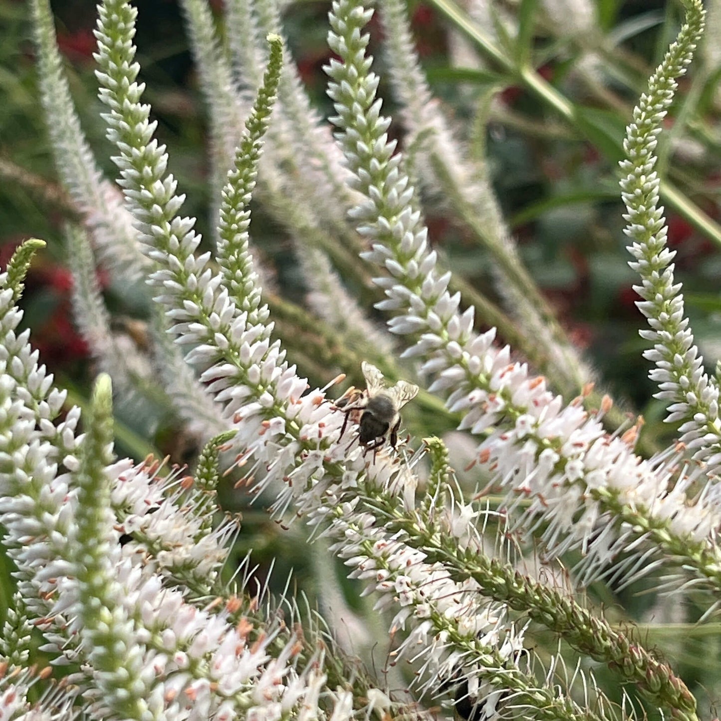 
                  
                    Seeds - Culver's Root
                  
                