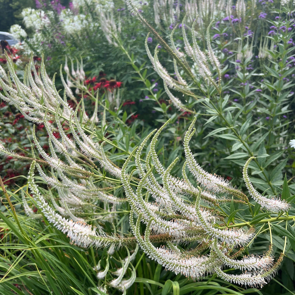 Seeds - Culver's Root