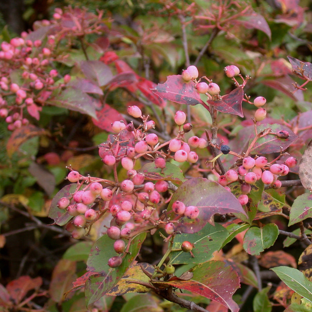
                  
                    Semences stratifiées - Viorne cassinoïde
                  
                