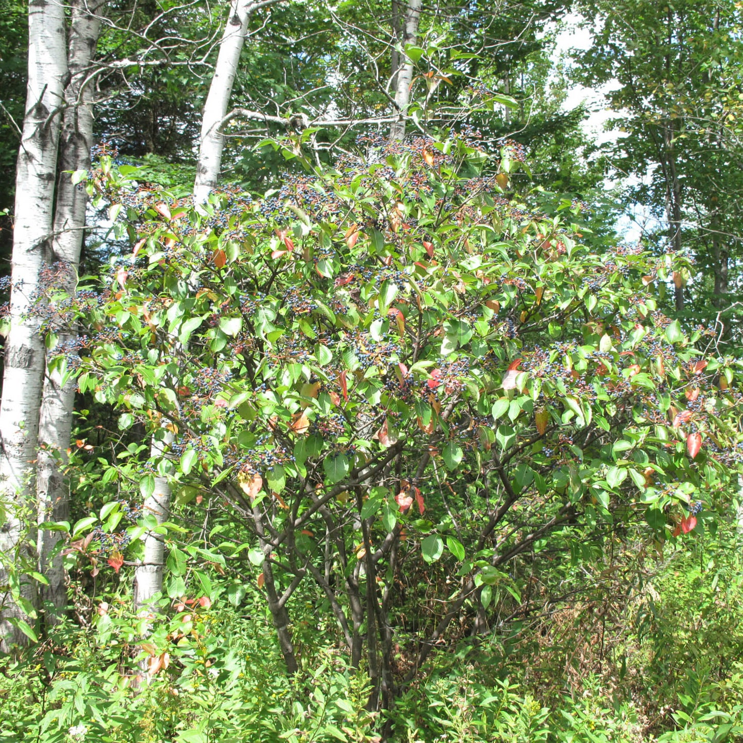
                  
                    Semences stratifiées - Viorne cassinoïde
                  
                