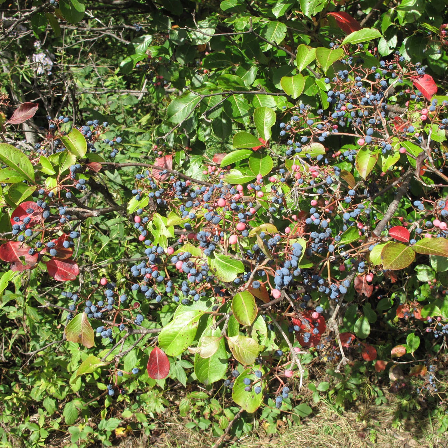 
                  
                    Semences stratifiées - Viorne cassinoïde
                  
                