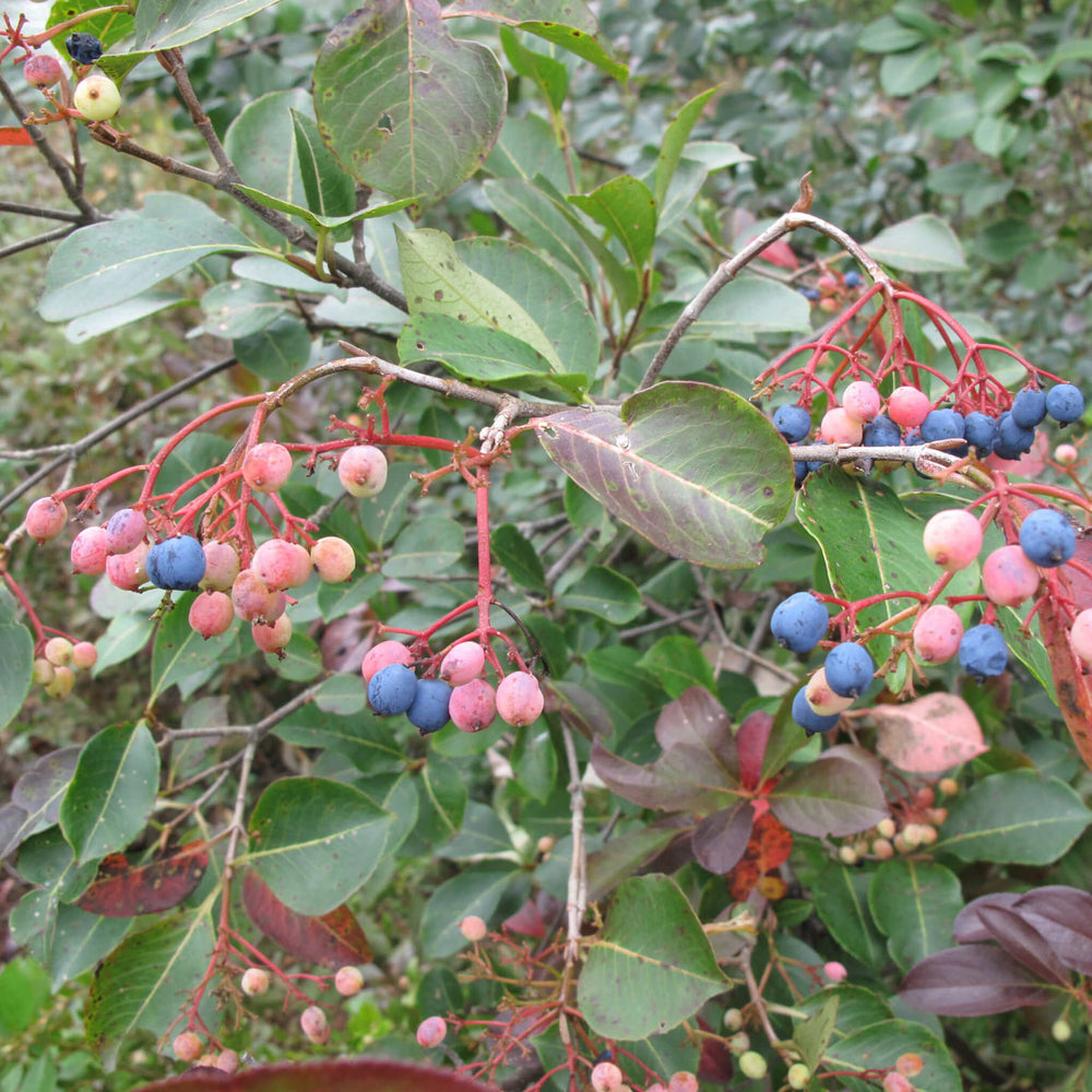 
                  
                    Semences stratifiées - Viorne cassinoïde
                  
                
