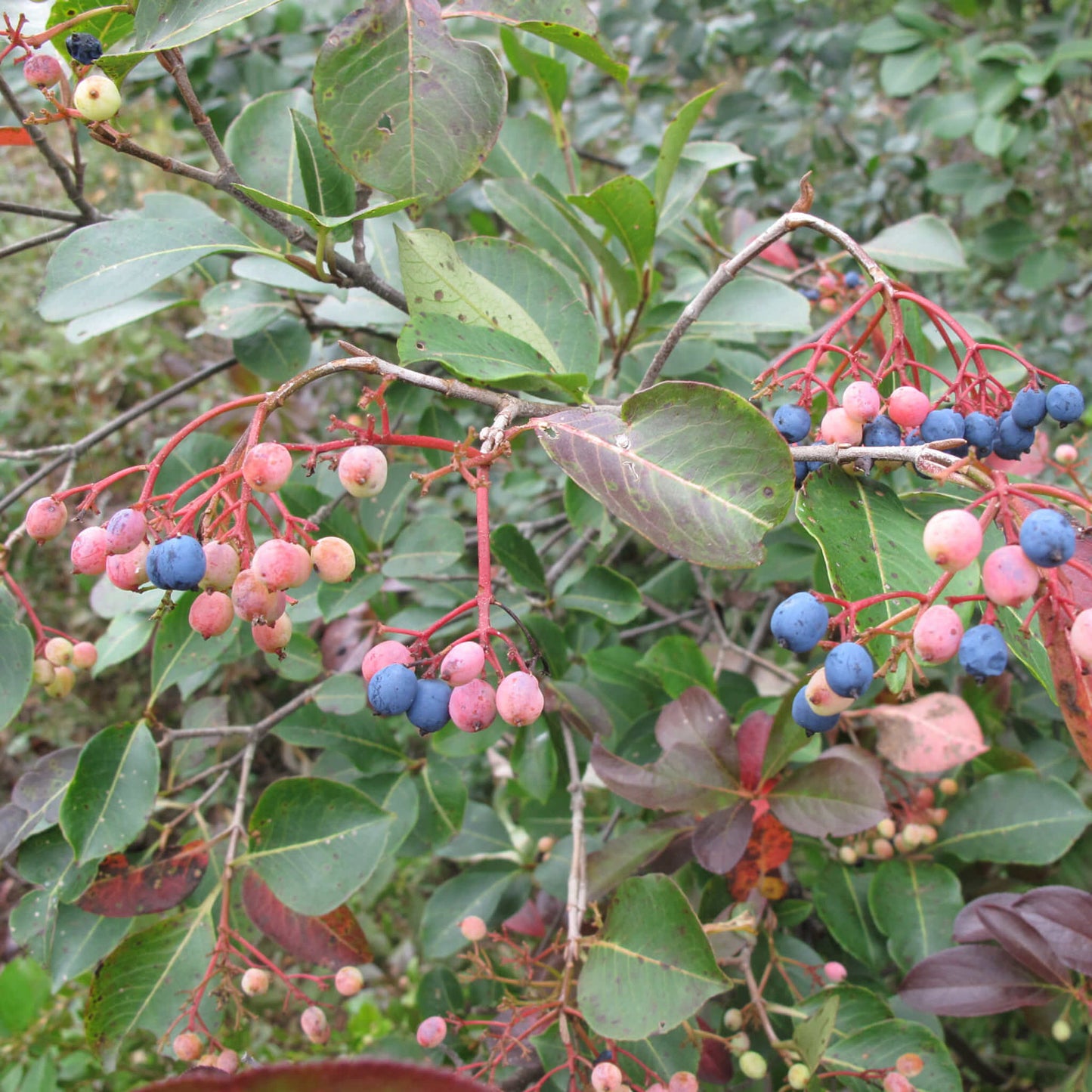 
                  
                    Semences stratifiées - Viorne cassinoïde
                  
                