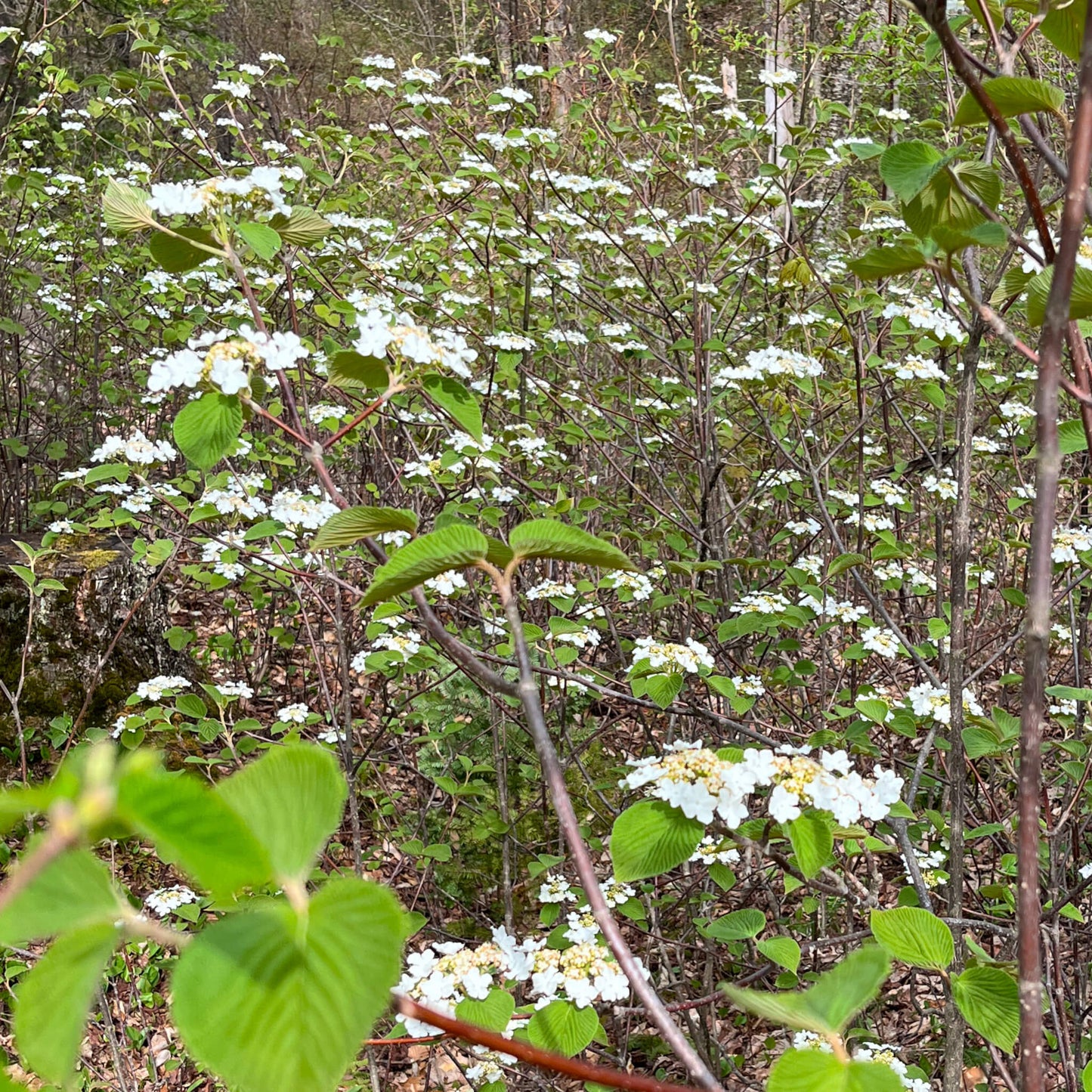 
                  
                    Viorne bois d'orignal - Viburnum Lantanoides
                  
                