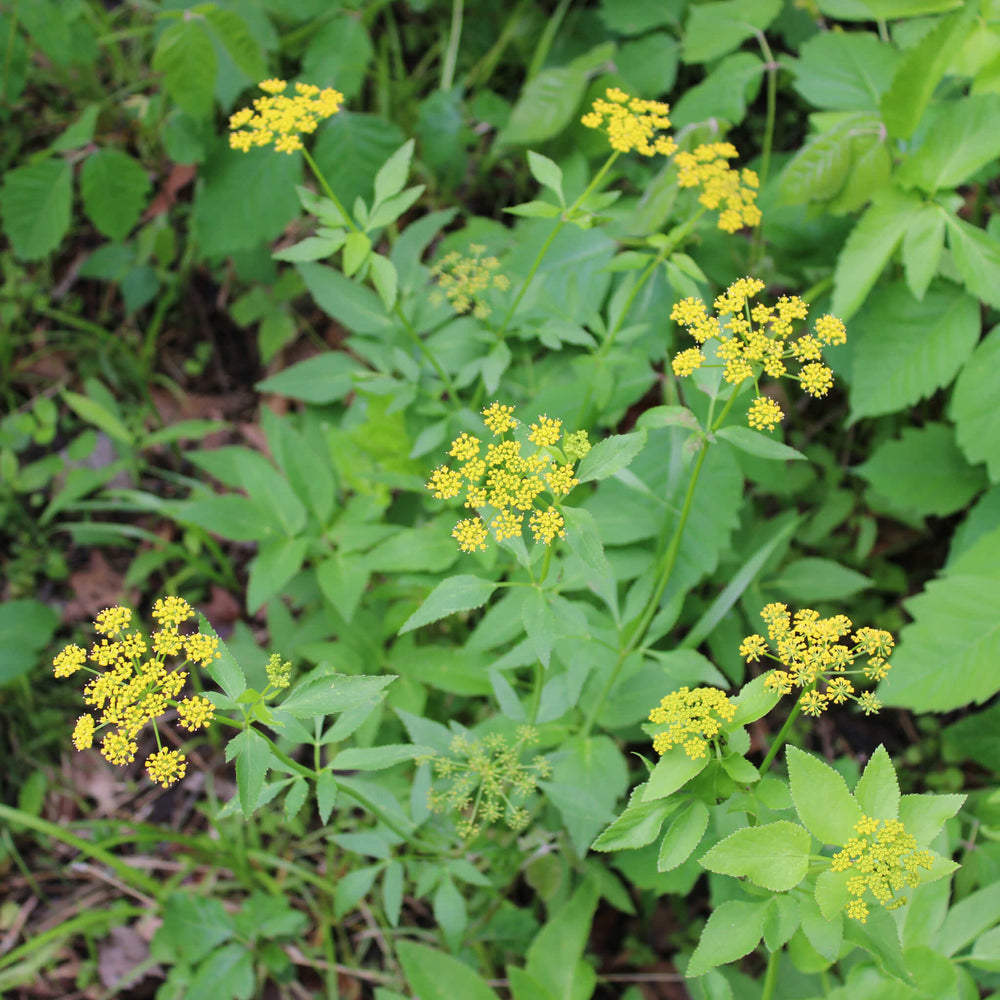 
                  
                    Seeds - Golden Alexanders
                  
                