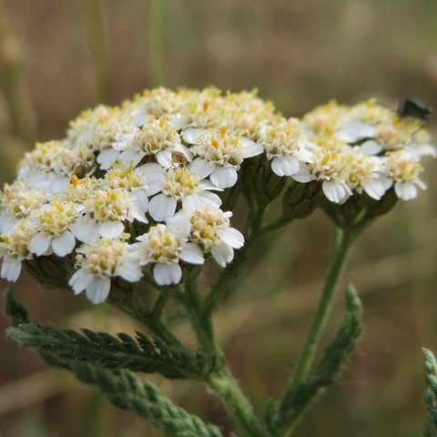 Achillée millefeuille - Common yarrow