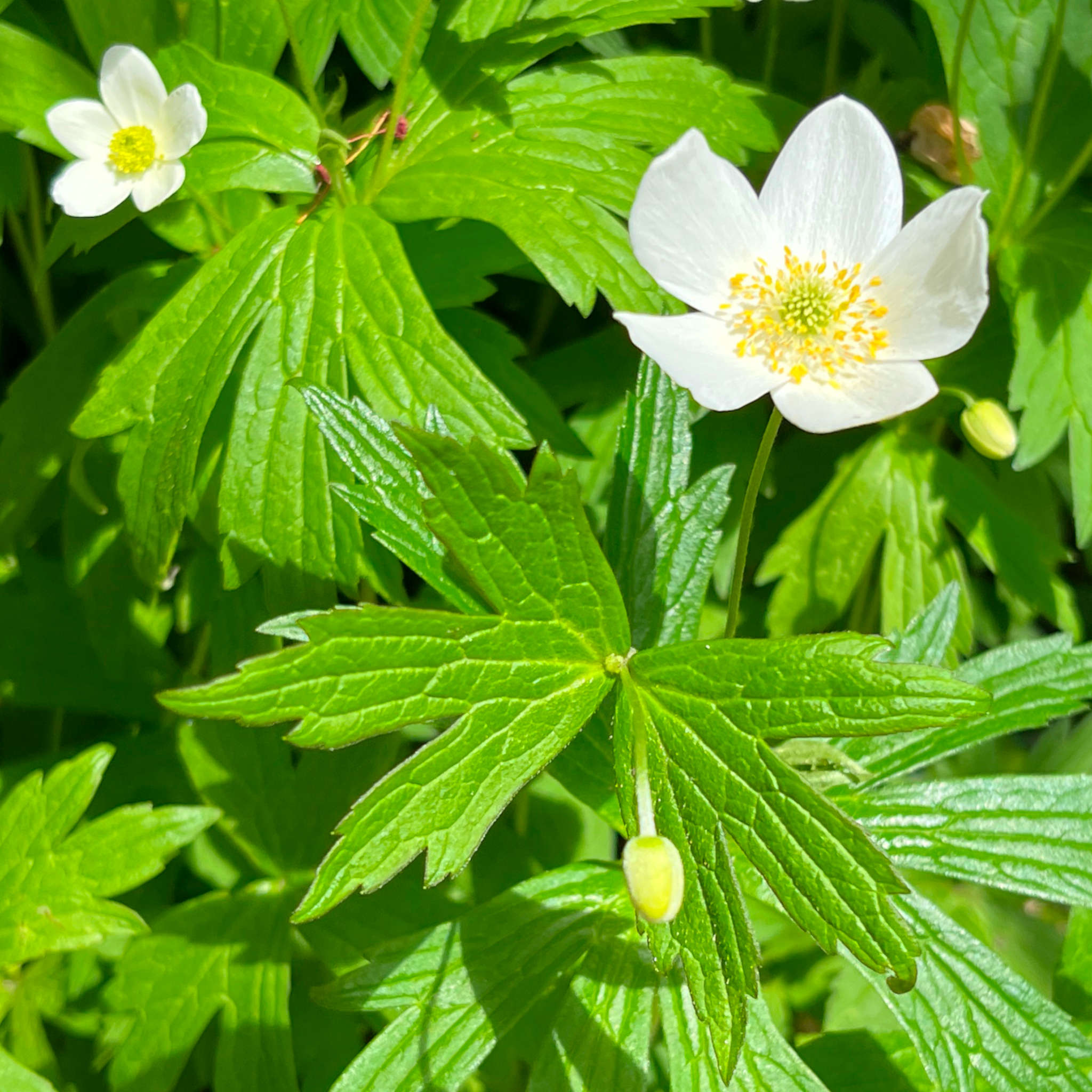 ボディ・フェイスケア anemone Canada Anemone Seeds - Anemonastrum canadense