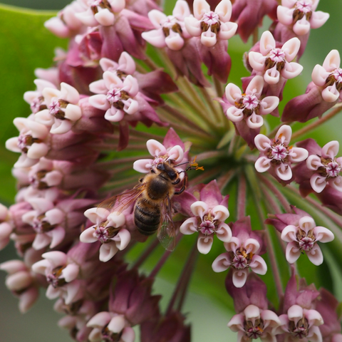 Asclepiade commune, milkweed