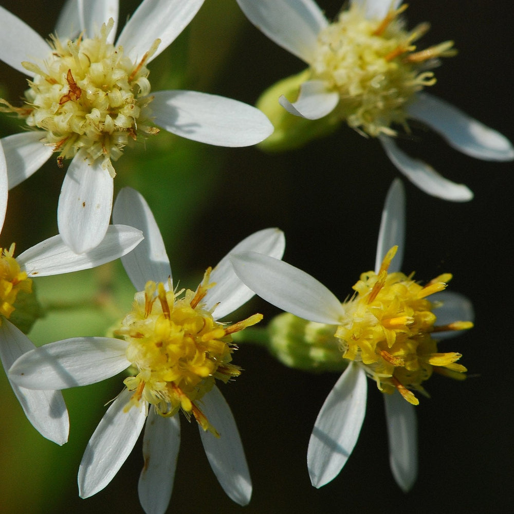 Aster à ombelles - Flat top white aster