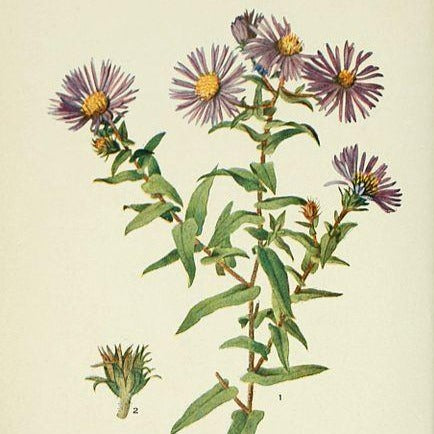 
                  
                    Aster de Nouvelle-Angleterre - New England aster
                  
                