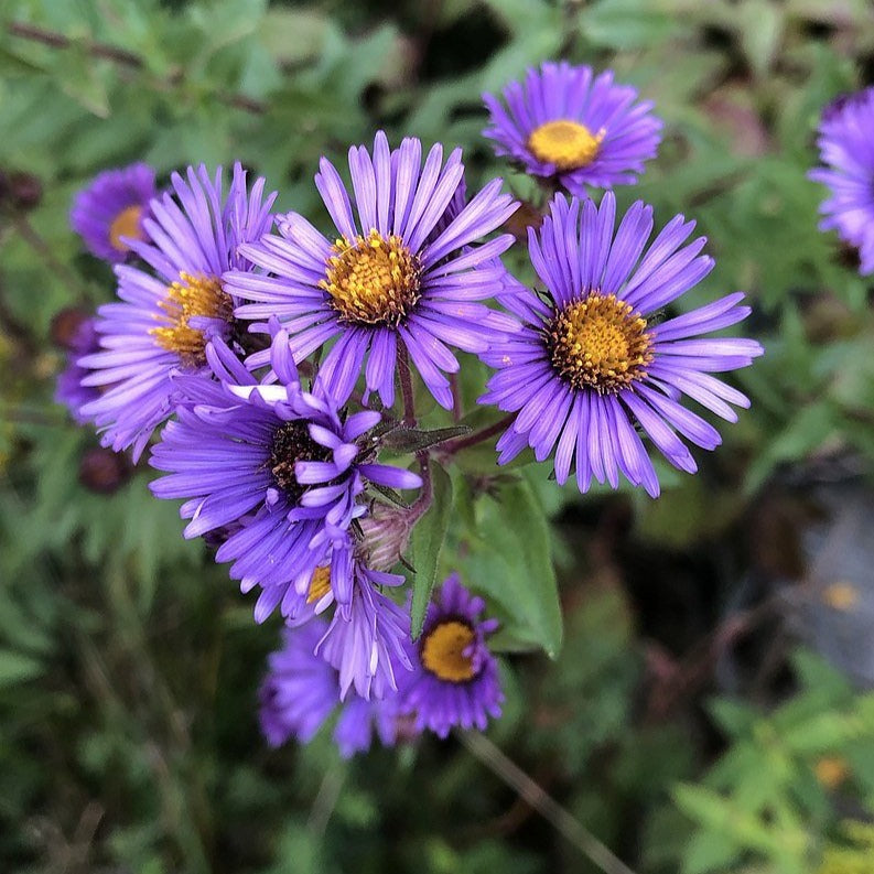 Aster de Nouvelle-Angleterre - New England aster