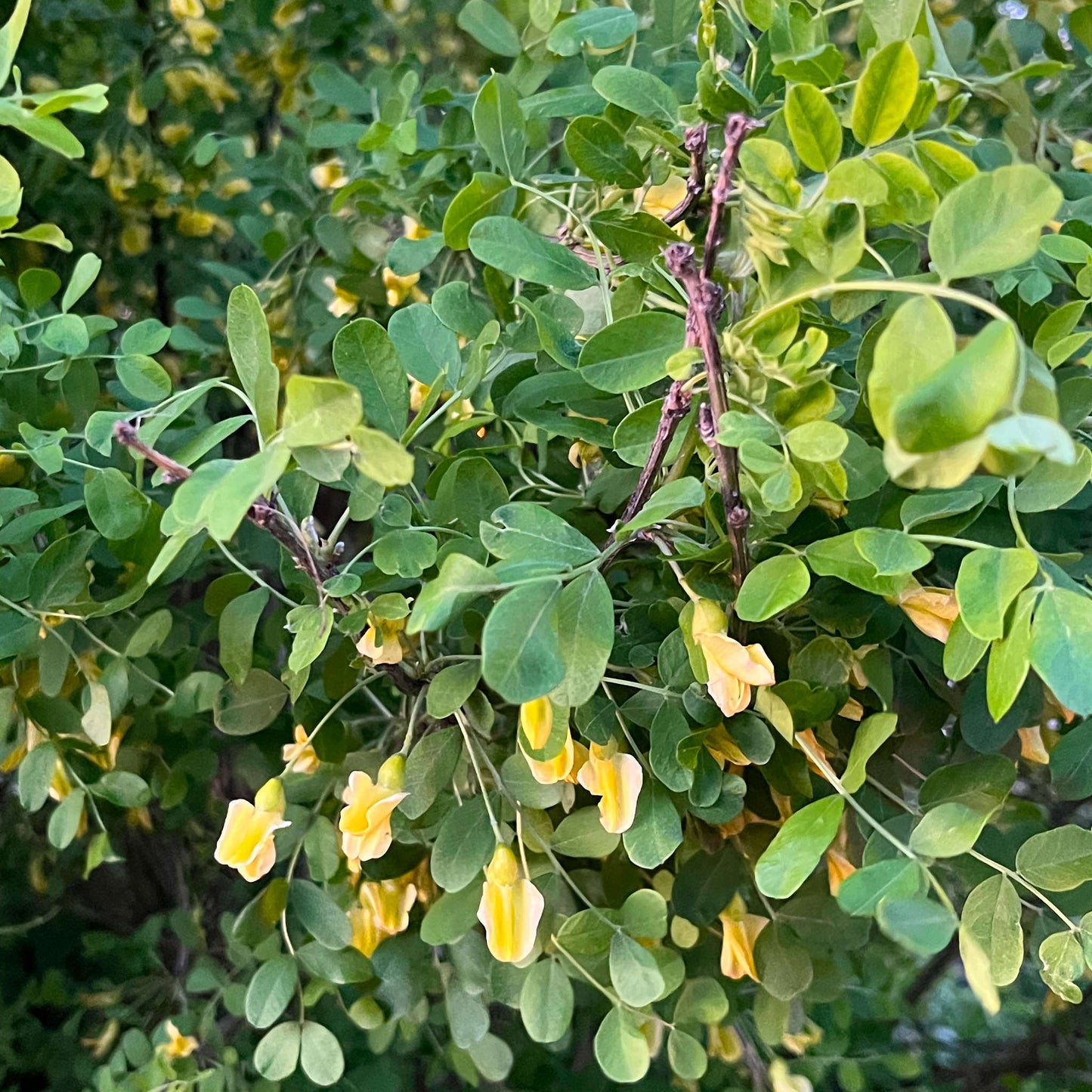 
                  
                    Semences de caraganier de sibérie - caragana arborescens
                  
                