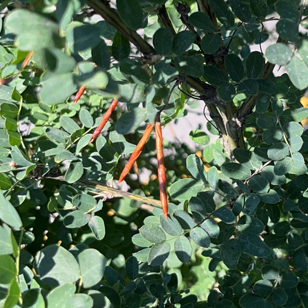 Semences de caraganier de sibérie - caragana arborescens