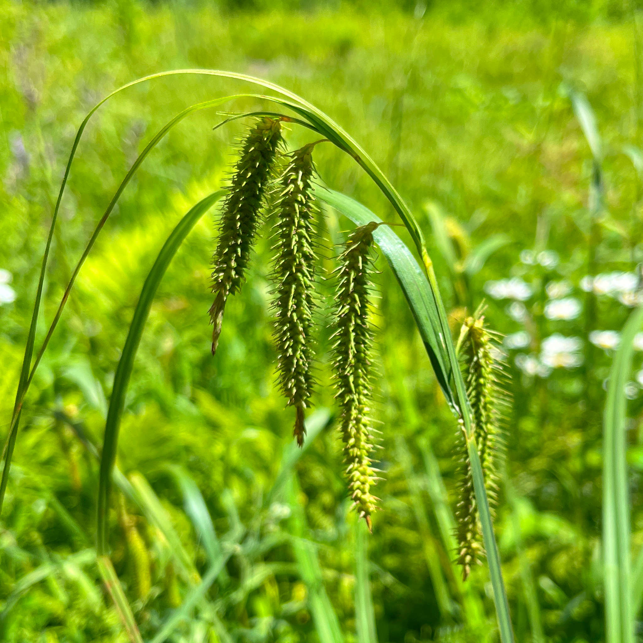 Mélange de semences de fleurs sauvages