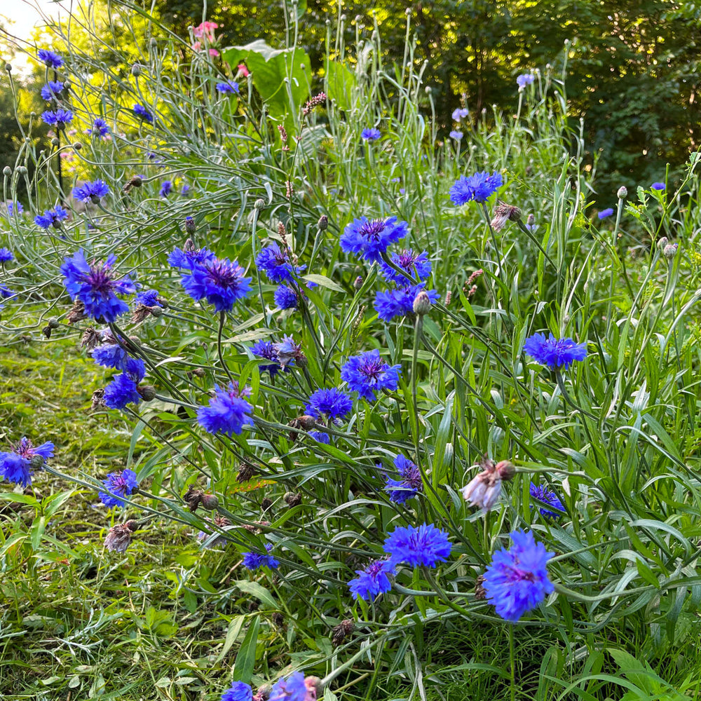 
                  
                    Semences de centaurée bleuet - Centaurea cyanus
                  
                