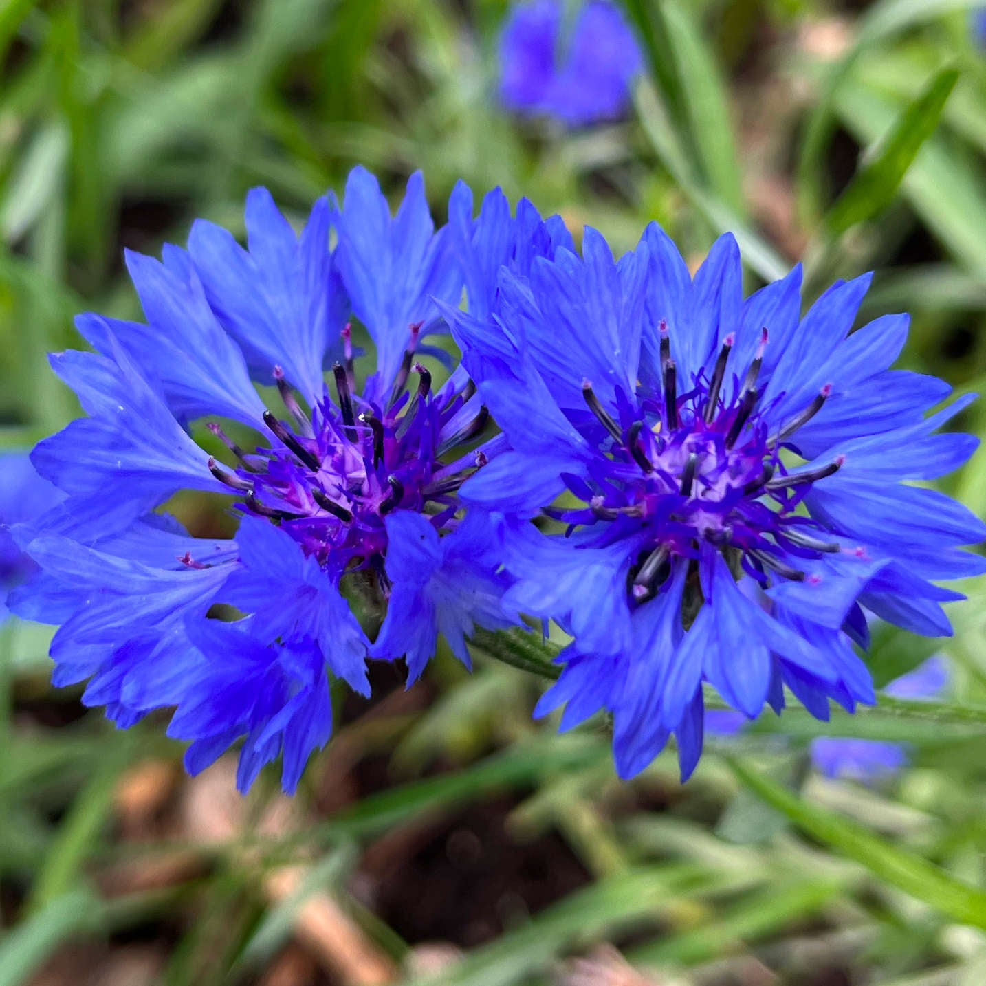 Semences - Centaurée bleuet