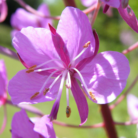 Semences d'épilobe à feuilles étroites - Chamaenerion angustifolium