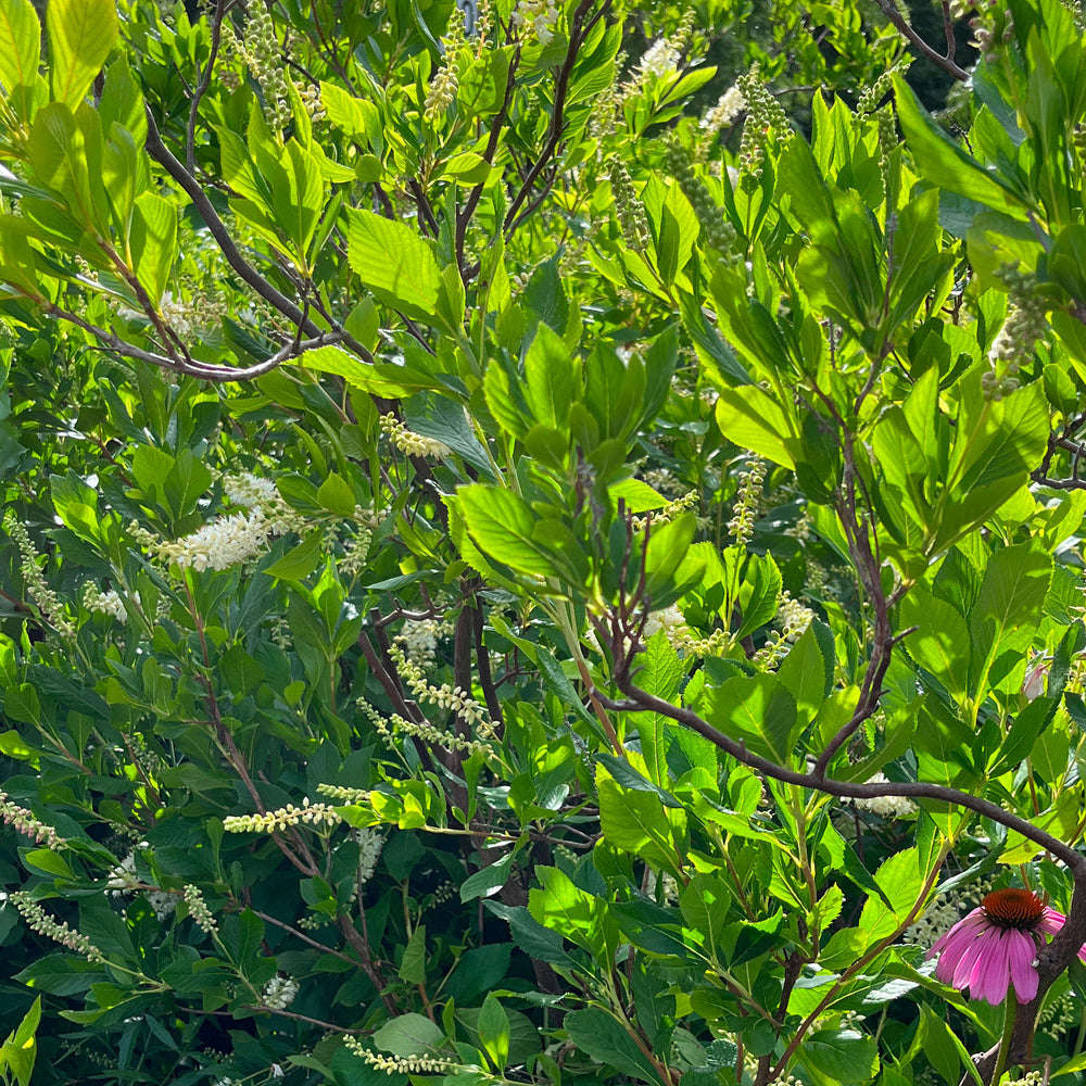 
                  
                    Semences de clèthre à feuilles d'aulne - clethra alnifolia
                  
                