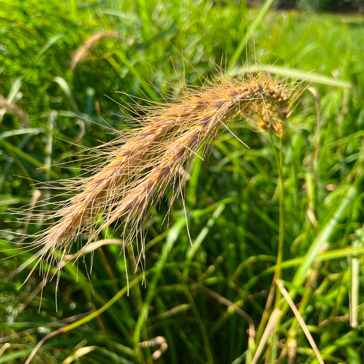 Canada Wild Rye Seeds - Elymus canadensis
