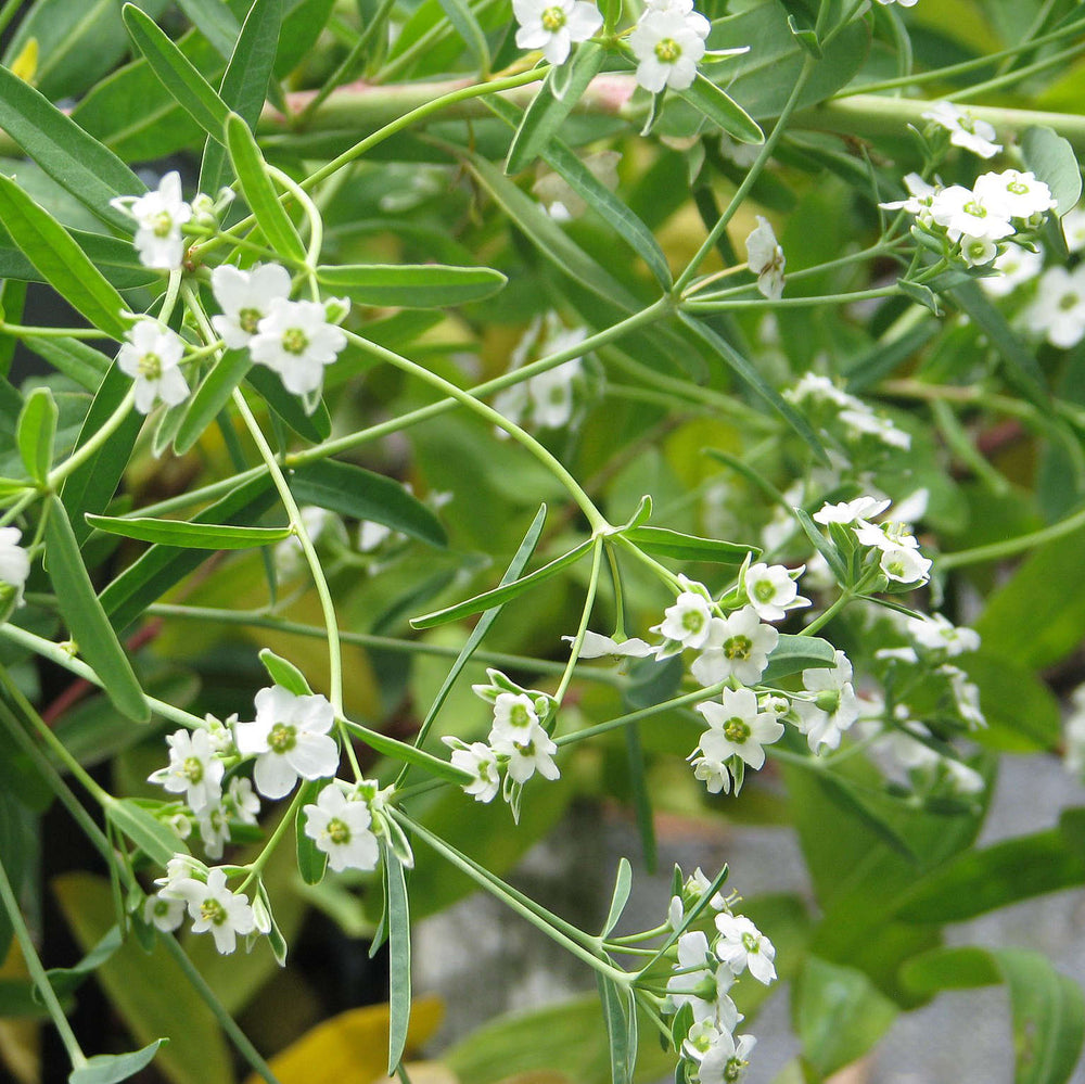 Semences d'euphorbe pétaloïde - Euphorbia corolatta