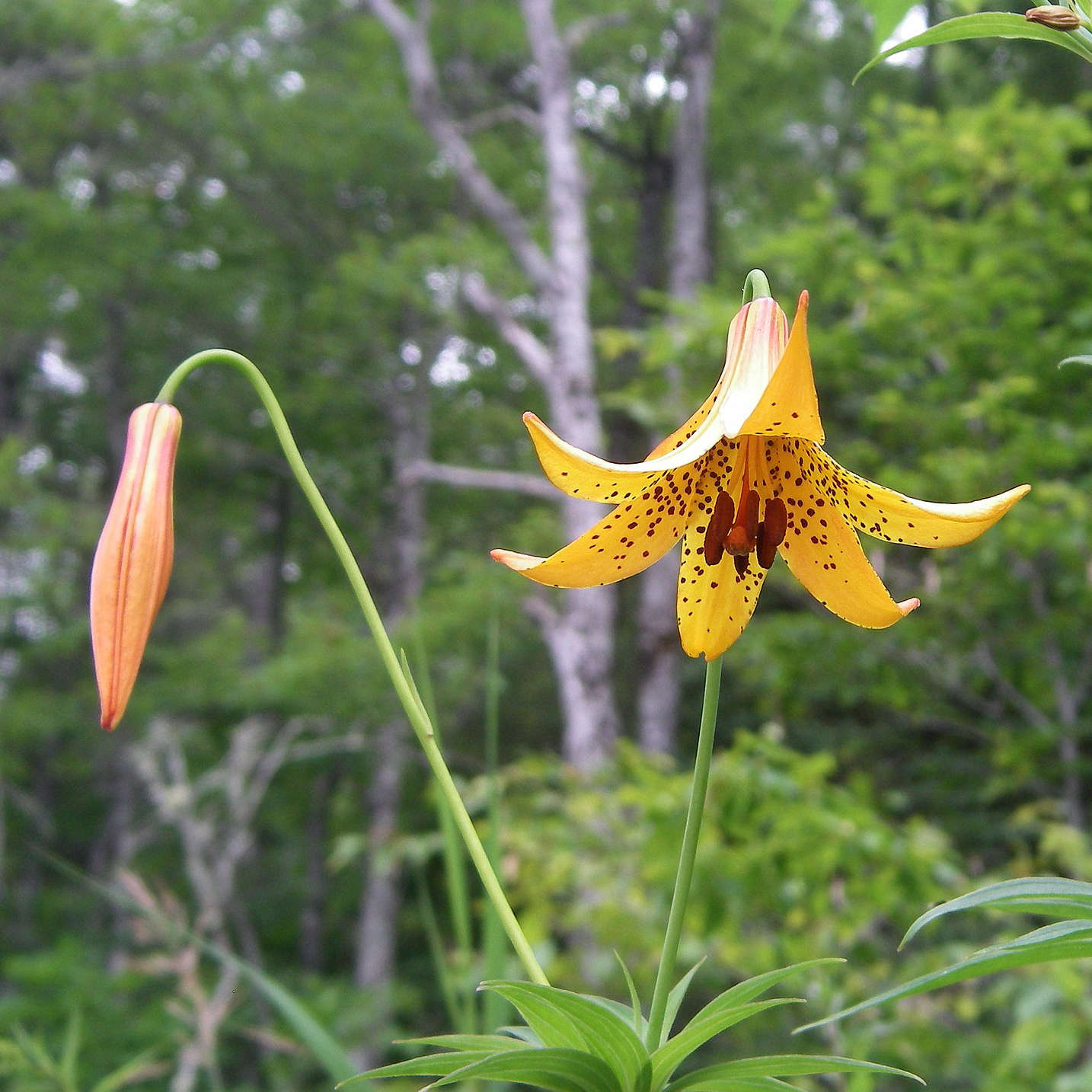 lily flower quebec Canada Lily Seeds