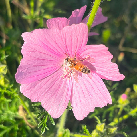 Semences de mauve musquée - Malva moschata