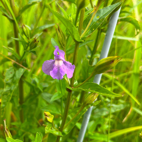 Semences de mimule à fleurs entrouvertes - Mimulus ringens