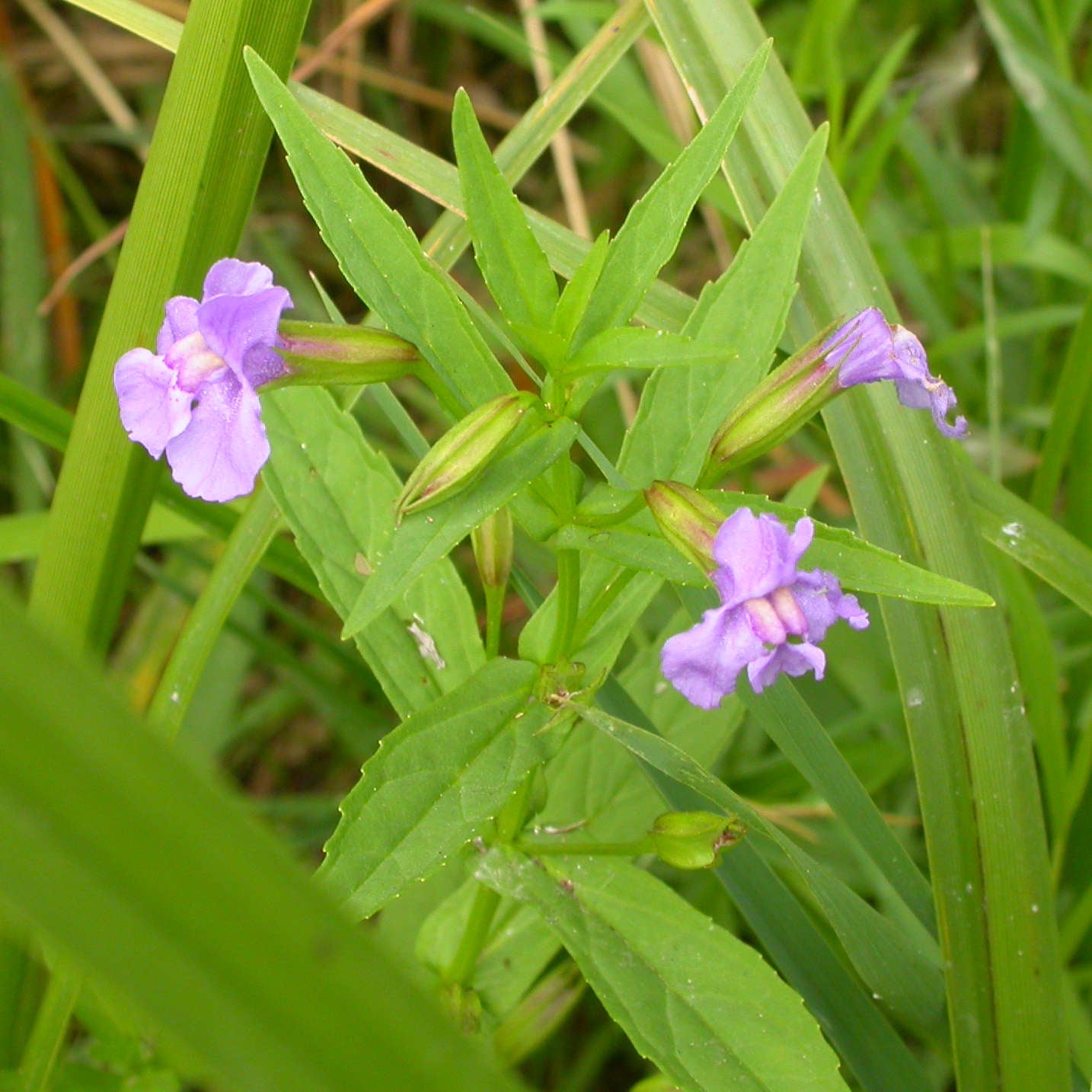 Allegheny Monkeyflower Seeds - Mimulus ringens