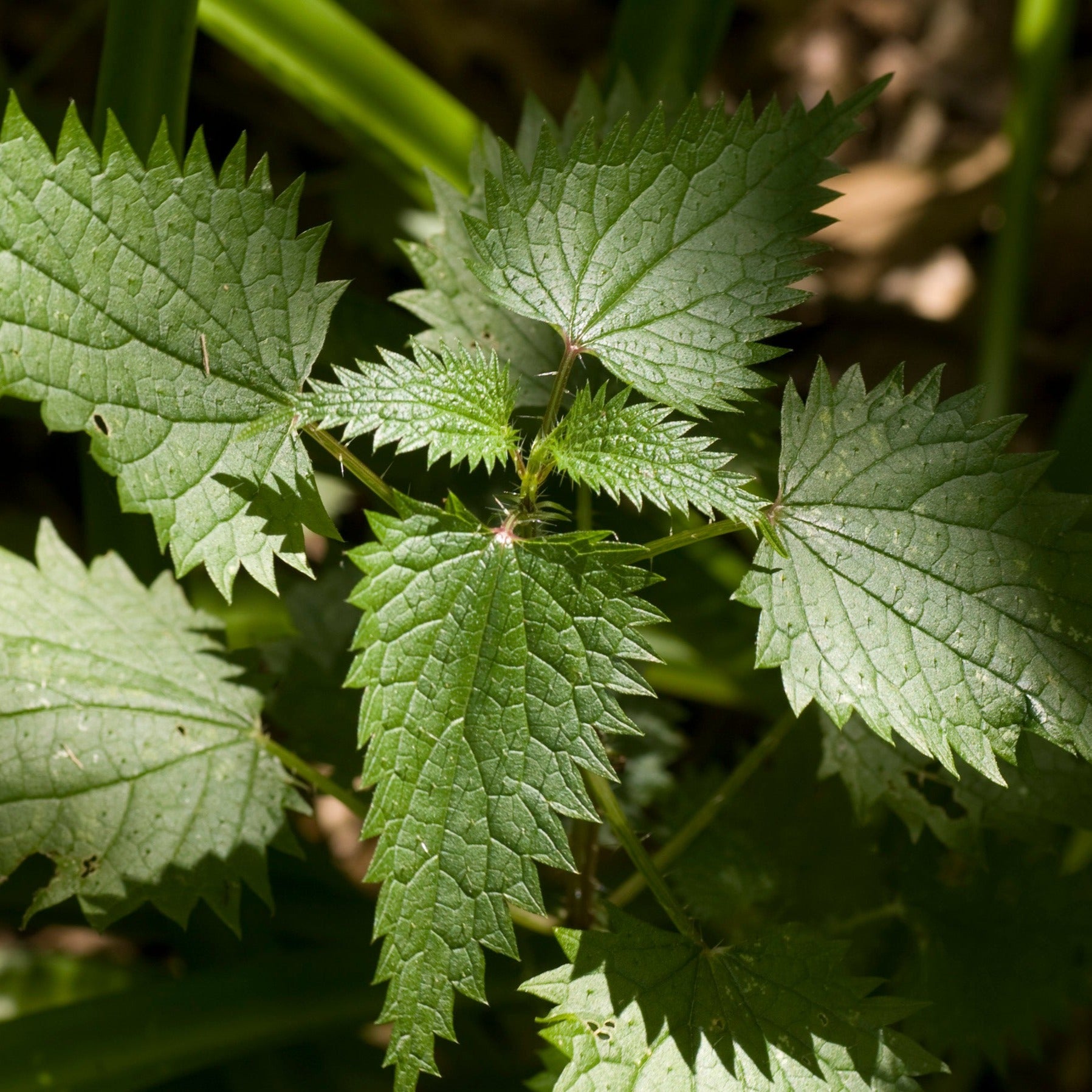 Stinging Nettle Identification