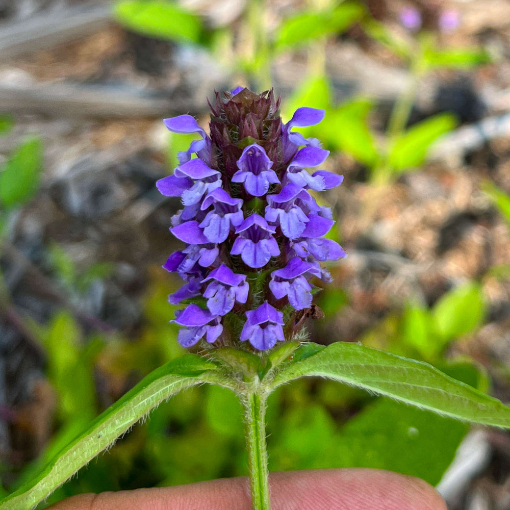 Semences de brunelle commune - prunella vulgaris