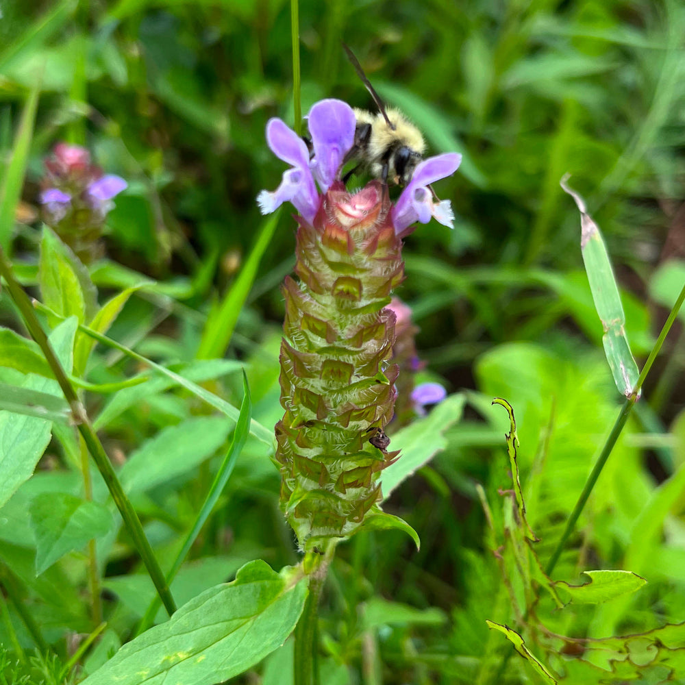 Semences de brunelle commune - prunella vulgaris