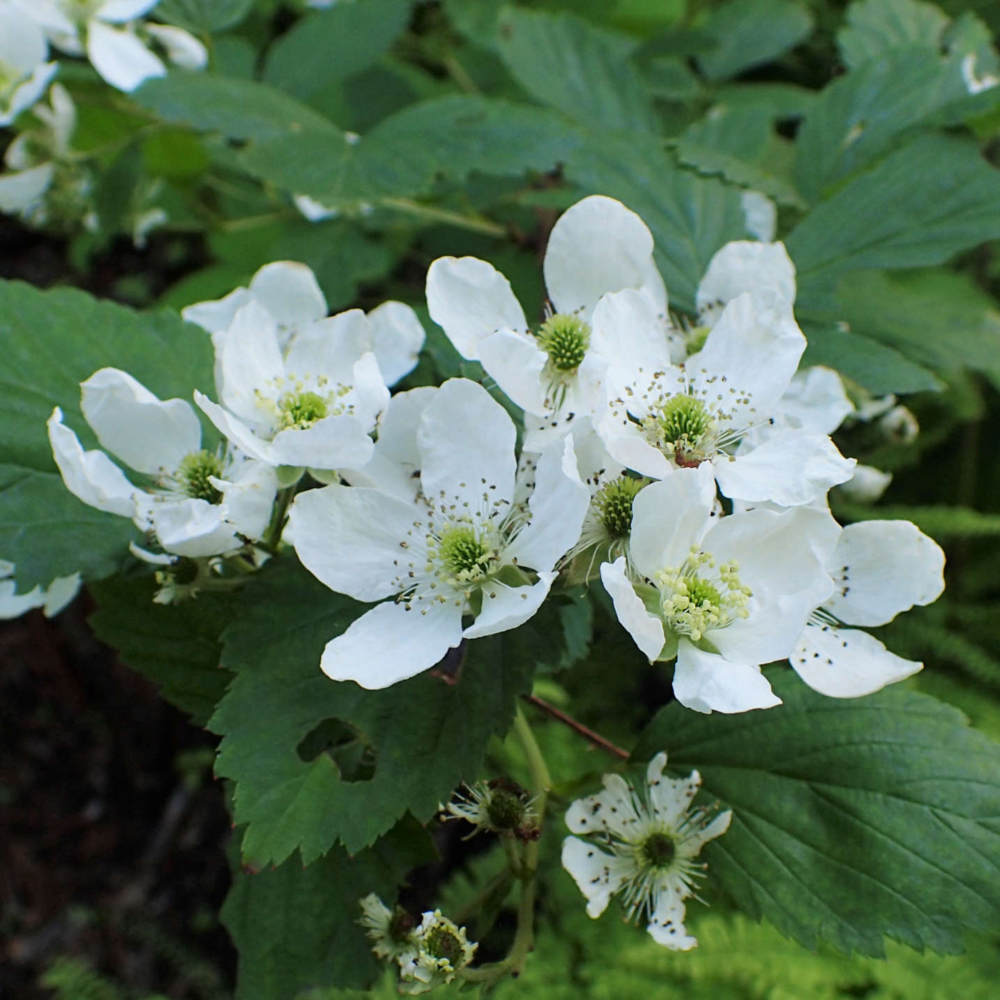 
                  
                    Semences de ronce des alléghanys - Rubus allegheniensis
                  
                